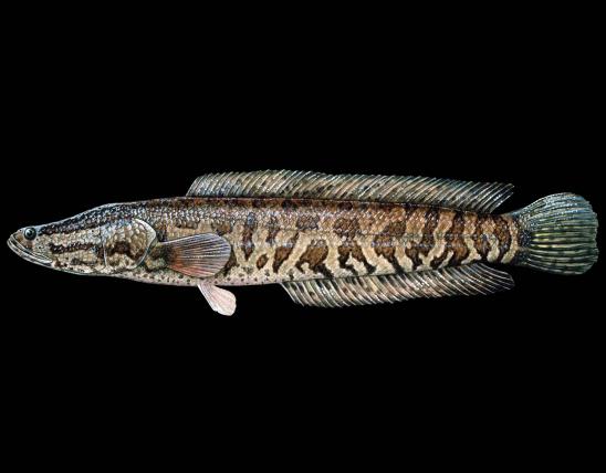 Northern snakehead side view illustration with black background