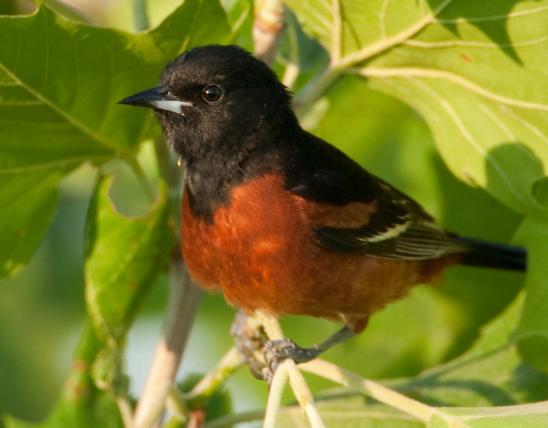 Photo of a male orchard oriole