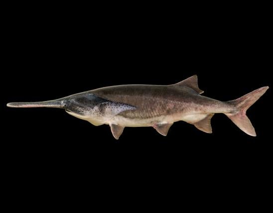 Paddlefish side view photo with black background
