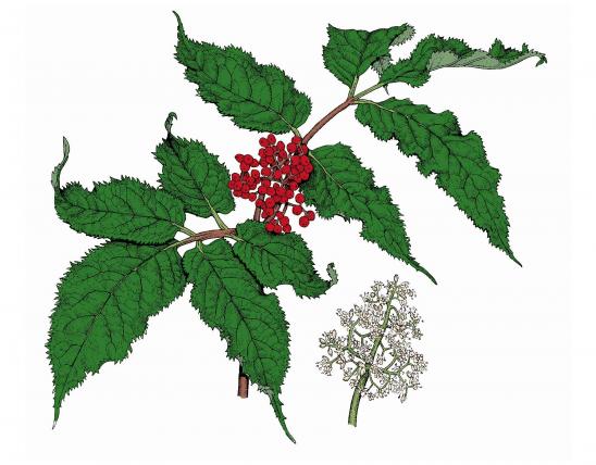 Illustration of red-berried elderberry leaves, flowers, fruits