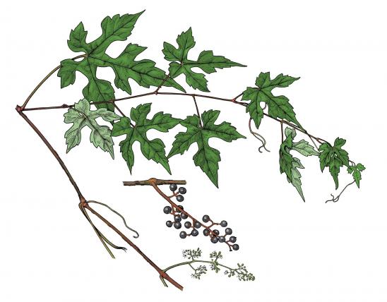 Illustration of red grape leaves, flowers, fruit