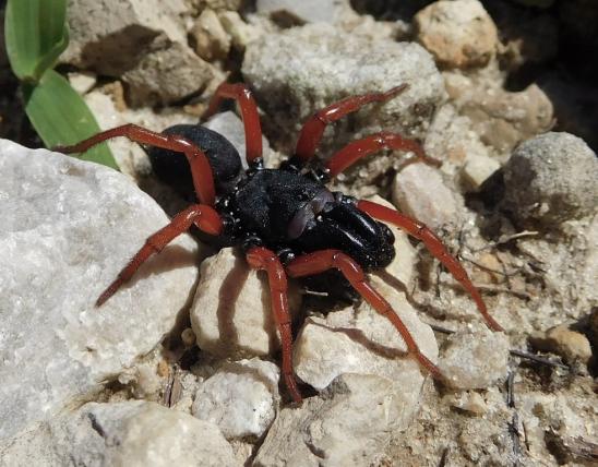 Photo of a male redlegged purseweb spider walking on limestone gravel