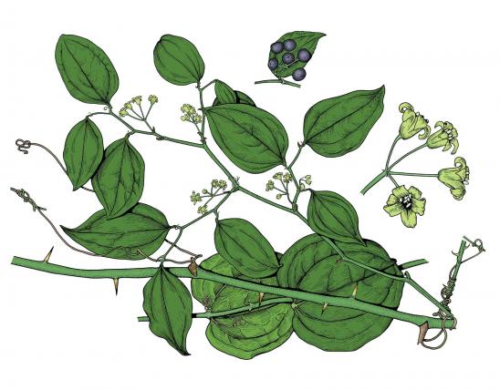 Illustration of round-leaved catbrier leaves, flowers, fruits