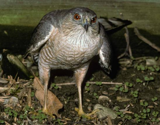 Photo of a sharp-shinned hawk standing on the ground