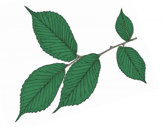 Illustration of slippery elm twig and leaves.