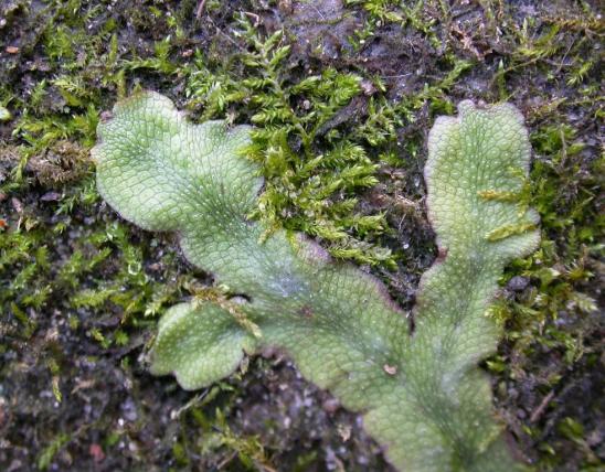 Snakeskin liverwort growing on a rock