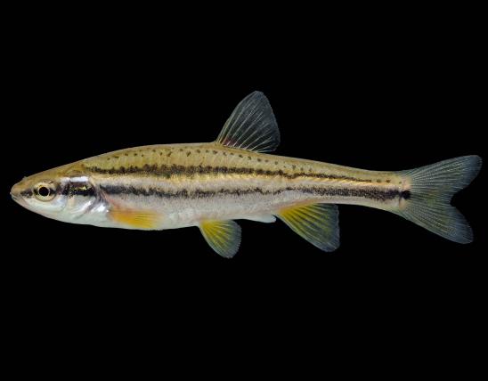 Southern redbelly dace side view photo with black background