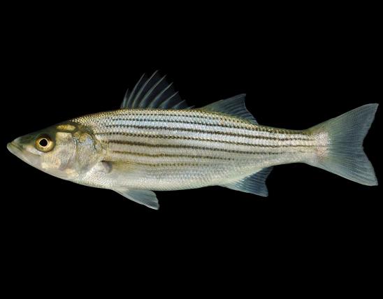 Striped bass side view photo with black background