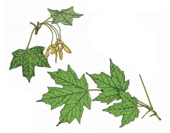 Illustration of sugar maple leaves, twigs, fruits
