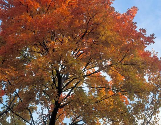 Sugar maple in fall color, looking upward into canopy