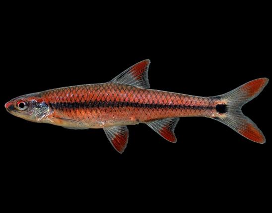 Taillight shiner male in spawning colors, side view photo with black background