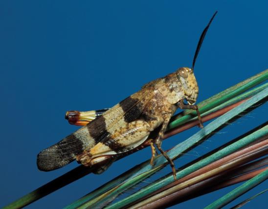 Three-banded grasshopper resting on a grass stalk with a blue background
