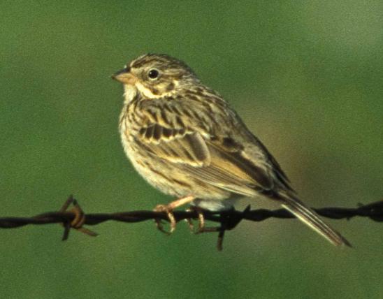 Photo of a vesper sparrow perched on a barbwire fence