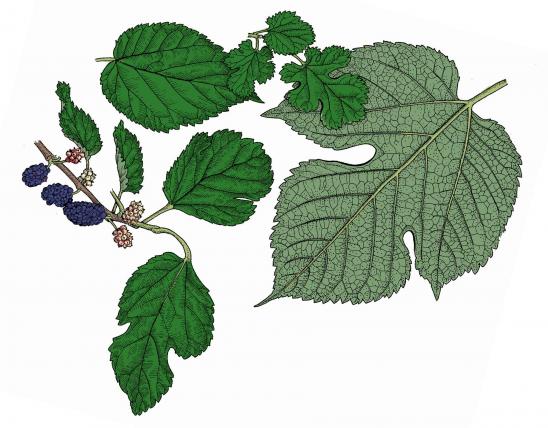 Illustration of white mulberry leaves and fruit