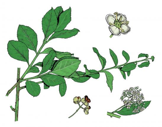 Illustration of wintercreeper leaves, flowers, fruits.