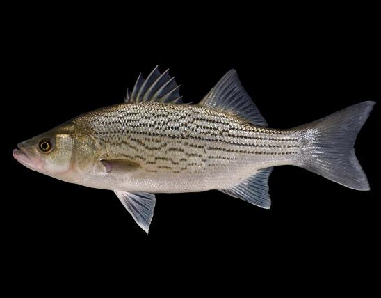 Hybrid striped bass, or wiper, side view photo with black background