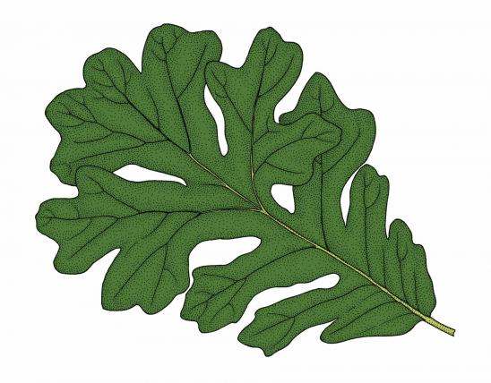 Illustration of bur oak leaf.