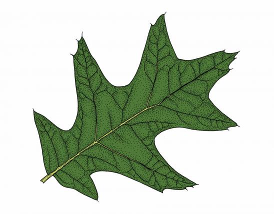 Illustration of cherrybark oak leaf.