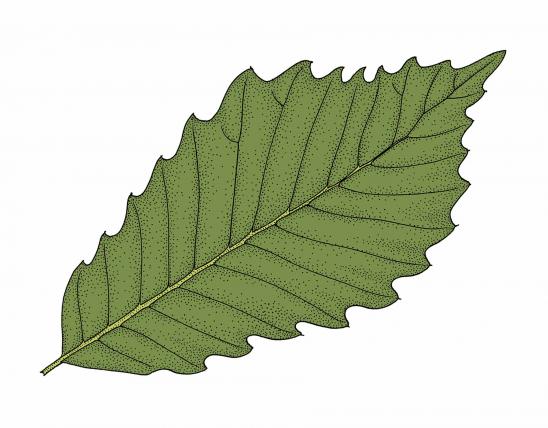 Illustration of chinkapin oak leaf.