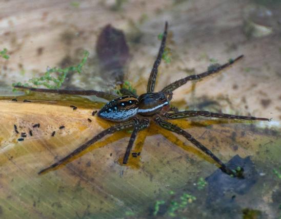 Photo of a spotted fishing spider and several water springtails at the surface of shallow water