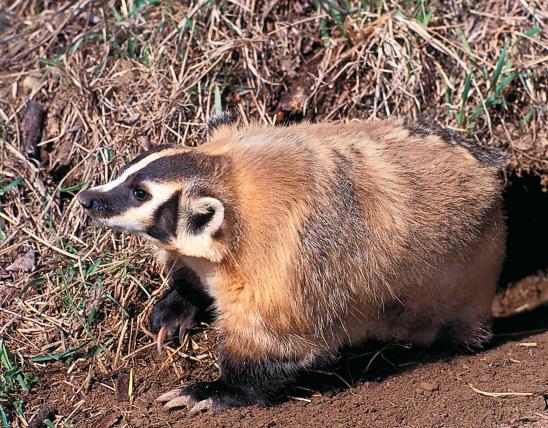 Photo of badger