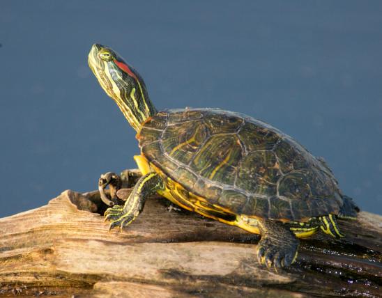 Image of a red-eared slider