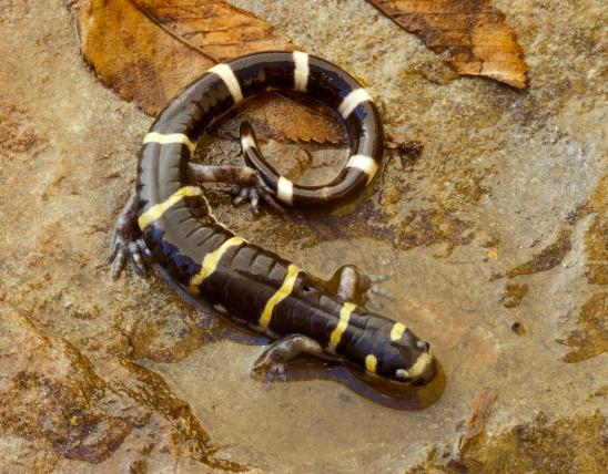 Image of a ringed salamander
