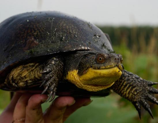 Image of a blanding's turtle