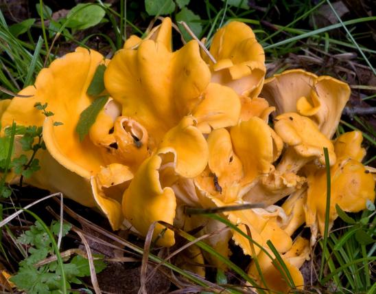 Image of smooth chanterelle