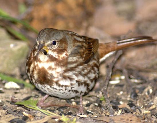 Image of a fox sparrow