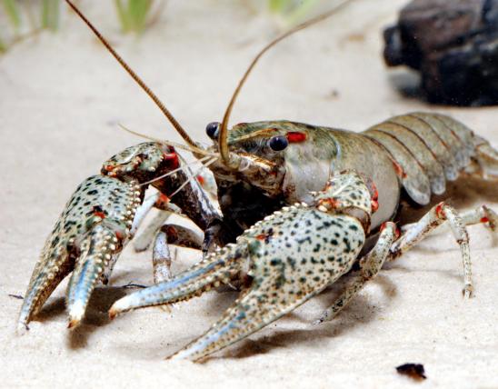 Photo of a gray-speckled crayfish.