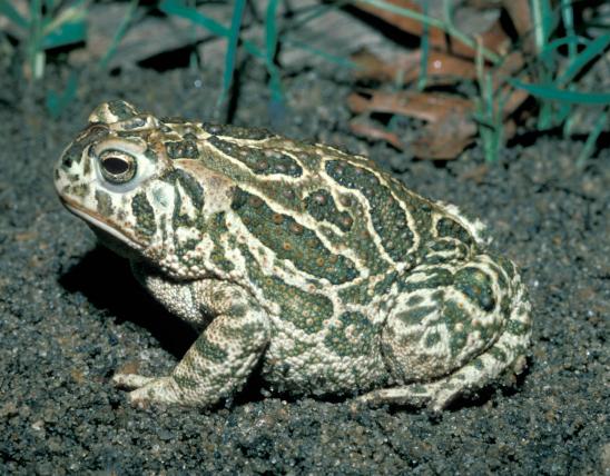 Image of a great plains toad