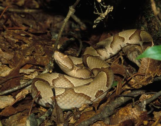 Image of an osage copperhead
