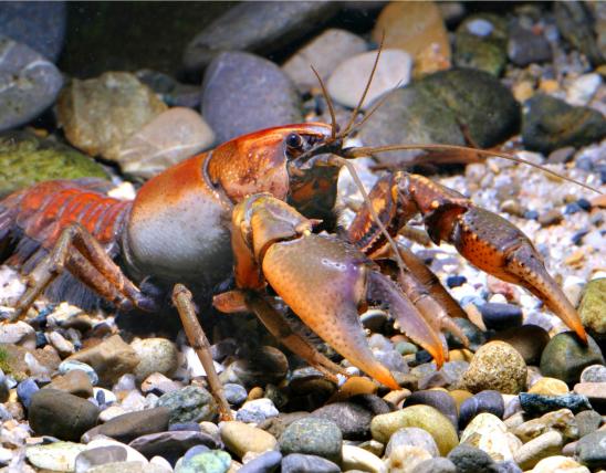 Photo of a grassland crayfish, also called prairie crayfish.