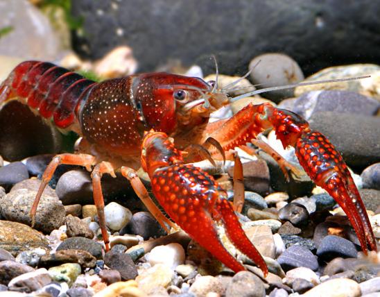 Photo of a red swamp crawfish or crayfish.