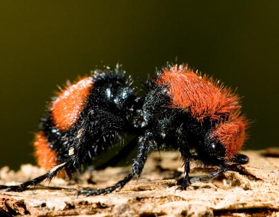 Image of a red velvet ant