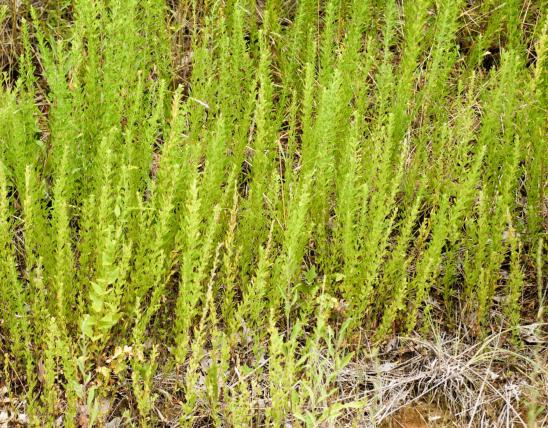 Photo of large group of sericea lespedeza plants