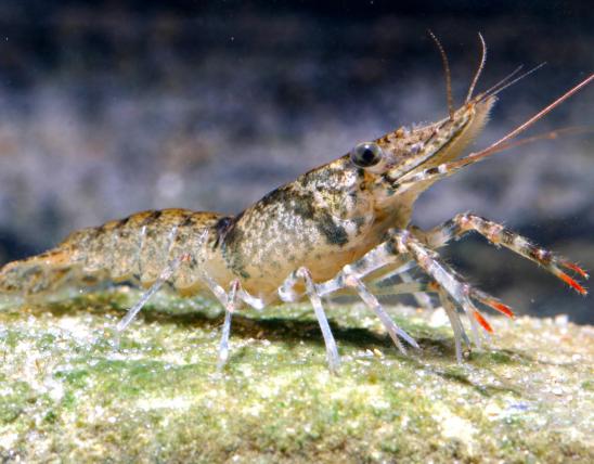 Photo of a shrimp crayfish.