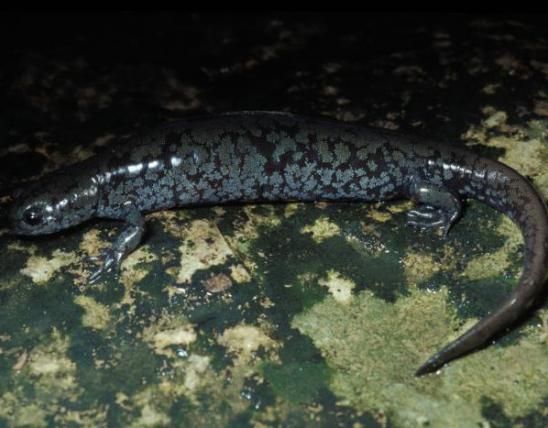 Photo of a small-mouthed salamander.