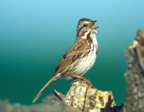 Image of a song sparrow