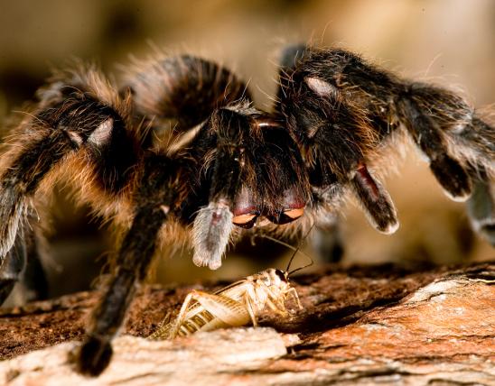 Photo of a Texas brown tarantula