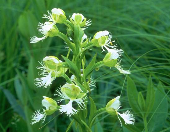 Photo of a western prairie fringed orchid plant with flowers