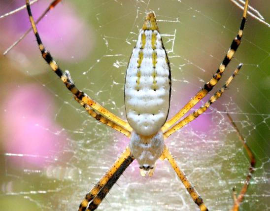 banded or white backed garden spider in web