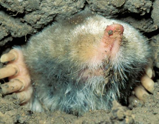 eastern mole