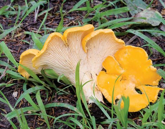 Photo of golden chanterelles, yellow and white vase-shaped mushrooms