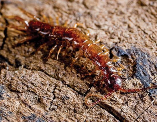 A reddish centipede crawls over a rock