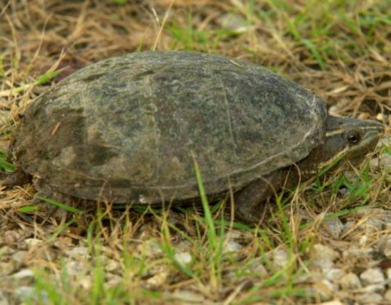 Eastern musk turtle (stinkpot)