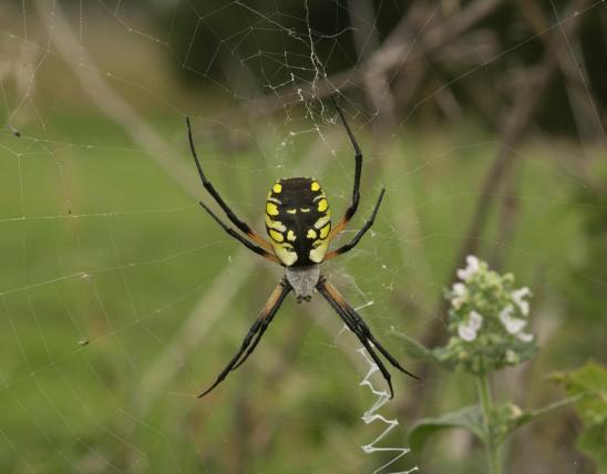 Image of a female Argiope garden spider.
