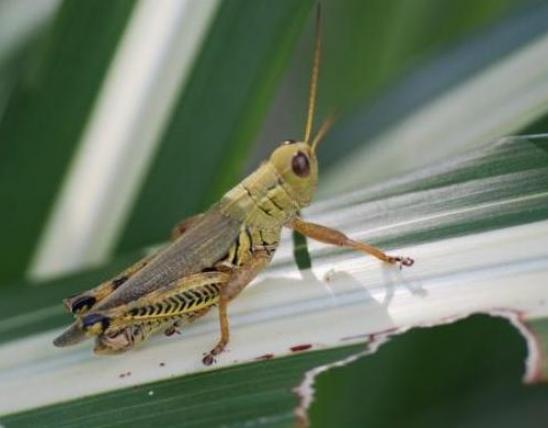 Carolina Grasshopper | Missouri Department of Conservation