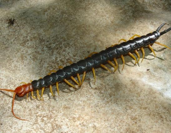 Image of a giant red-headed centipede.